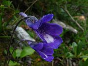 IMG_0870