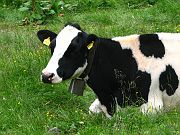 IMG_0942