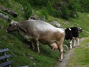 IMG_0973